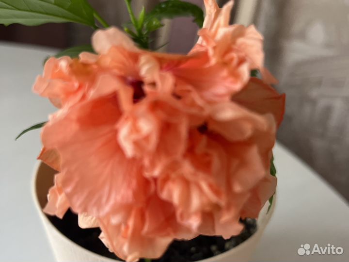 Гибискус китайская роза