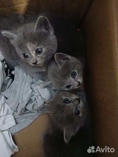Отдам в добрые руки две кошечки