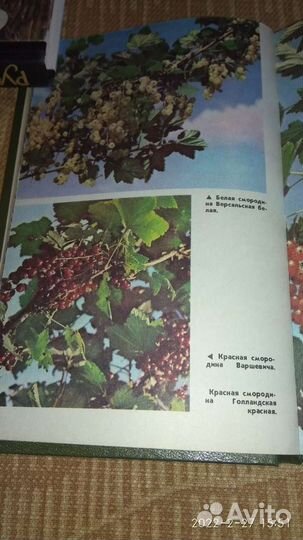 Ягодные культуры. Справочник