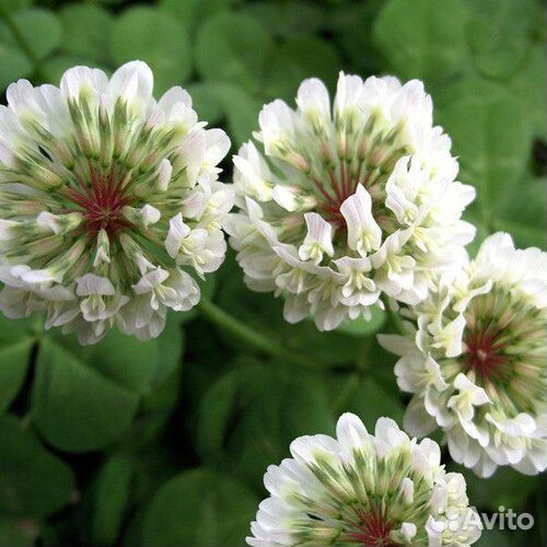Семена клевера