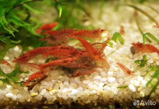 Креветки-вишни