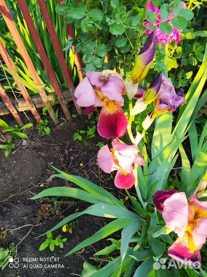 Ирисы сортовые