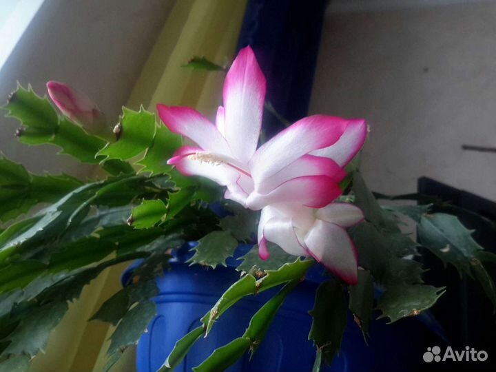 Кактус шлюмберга