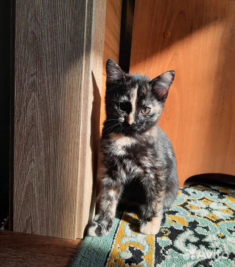 Кошка в дар бесплатно