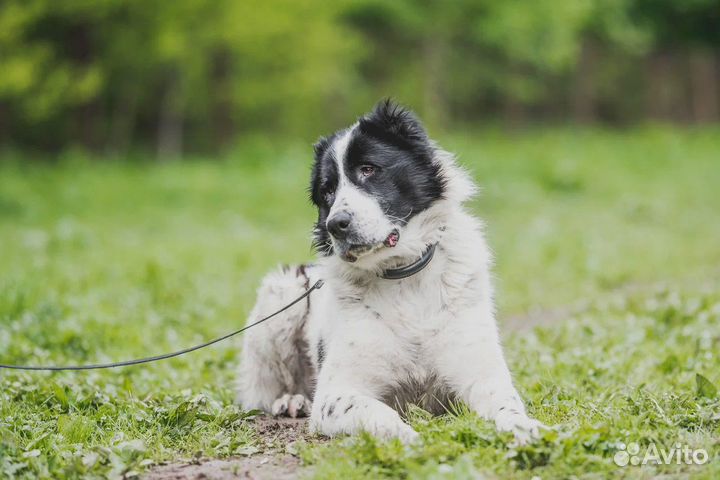 Алабай Тумар, 2 года