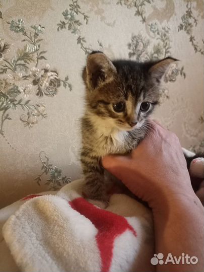 Котенок в добрые руки