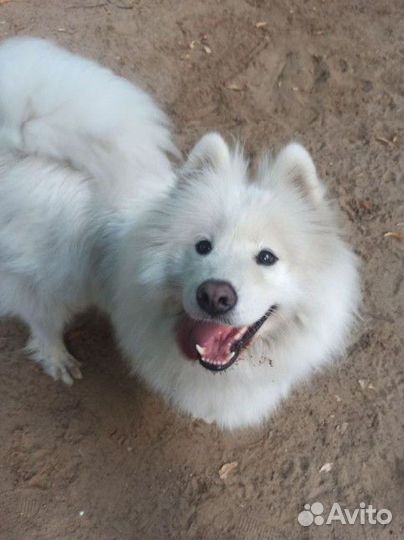 Дрессировка собак, хендлер, передержка