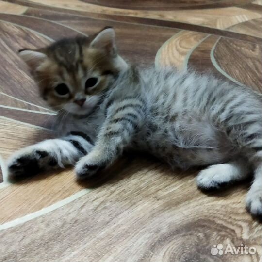 Британские котята