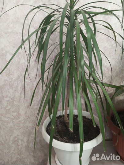 Пальма драцена