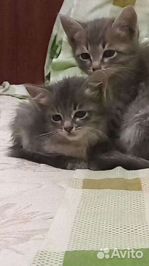 Котята в добрые руки бесплатно