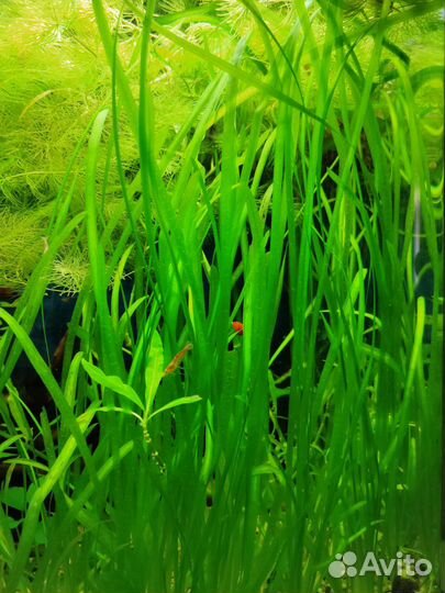 Растения Валлиснерия Роголистник