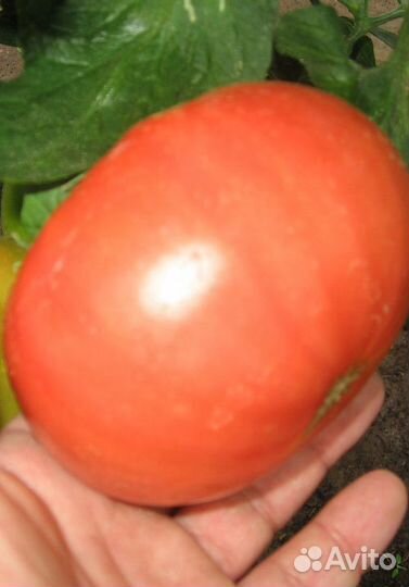 Семена Томата 