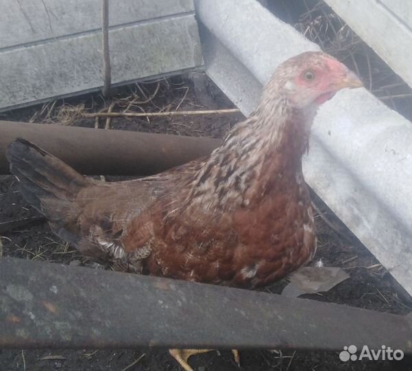 Молодые петушки