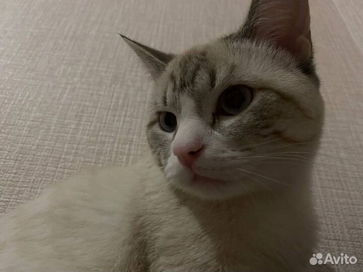 Котик бесплатно