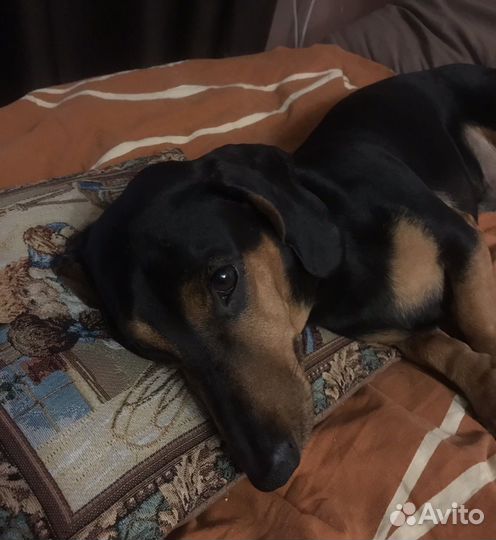 Передержка собак