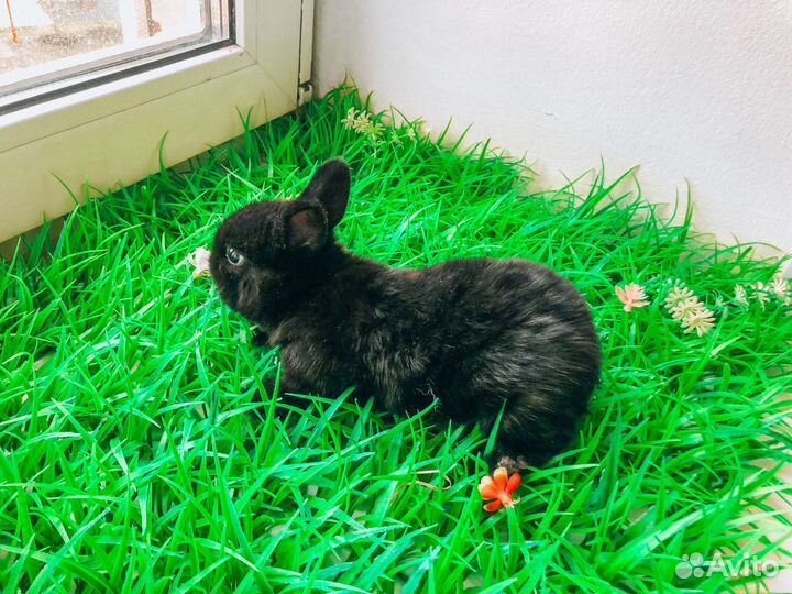 Карликовый кролик - самый маленький