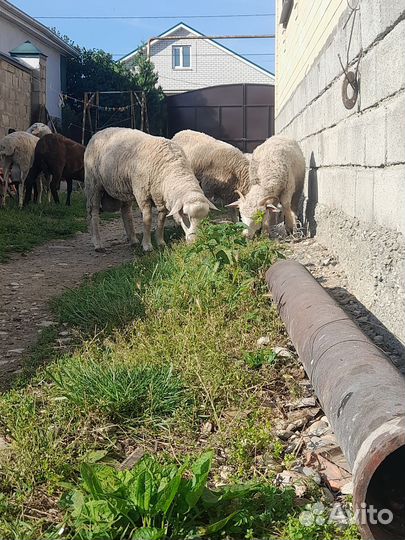 Овцы бараны