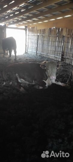 Бычки, быки симменталы, герефорды, абердины