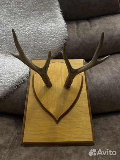 Рога на подставке