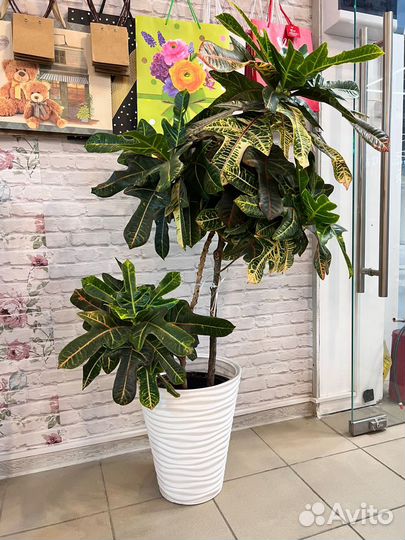 Комнатные растения цветы большие