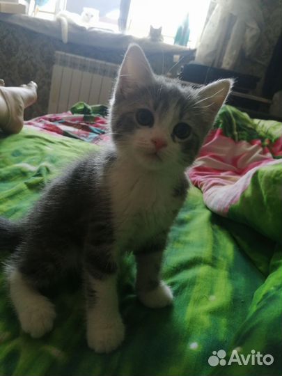 Кошечки
