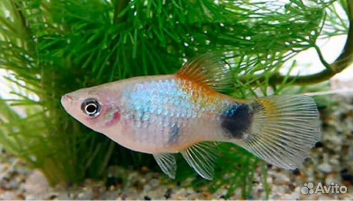 Рыба Пецилия