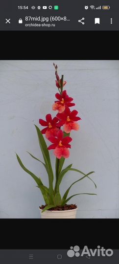 Камбрия Буррагеара