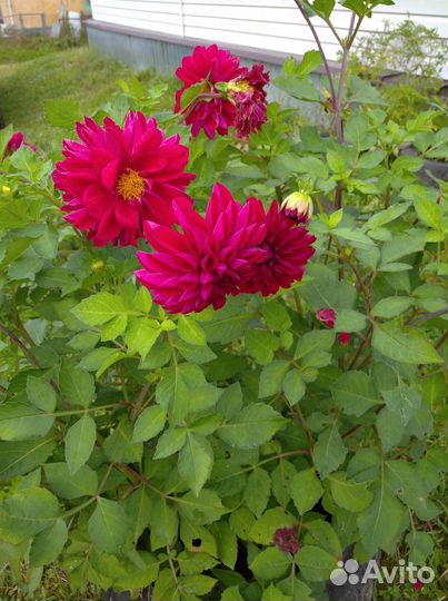 Клубни георгинов, цвет розовый