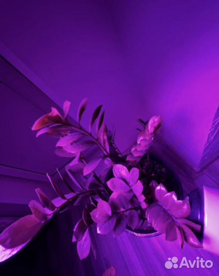 Фитолампа для растений