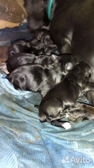 Щенки таксы