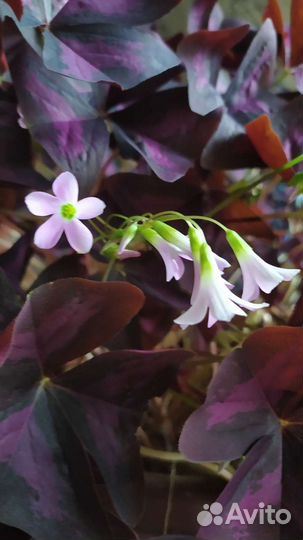 Оксалис Мадам Батерфляй, Айрон Крос