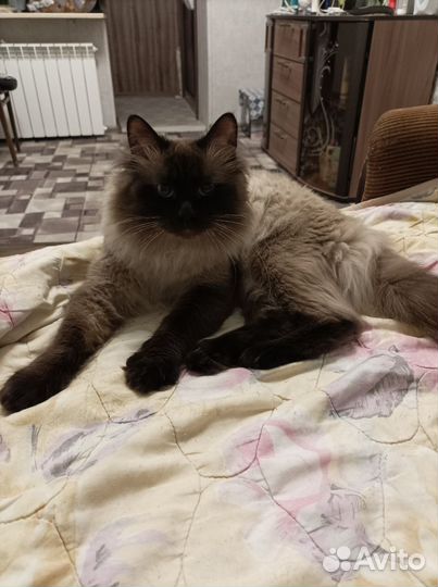Вязка
