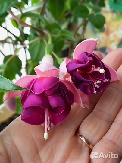 Цветы(разные)