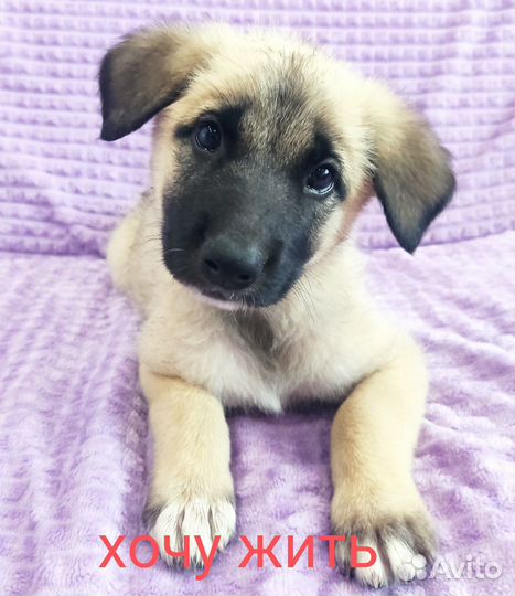 Их хотели сжечь