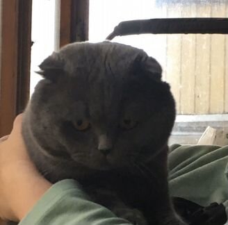 Британский вислоухий