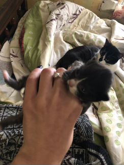 Котята