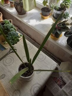 Финиковая пальма