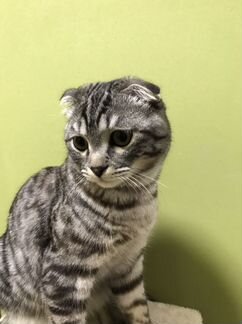 Шотландский вислоухий super кот