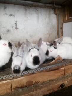 Кролики, 3,5 месяца