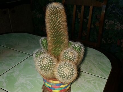 Кактус Rebutia senilis