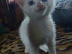 Турецкие белые котята объявление продам