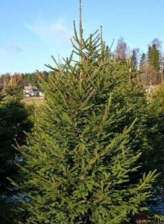 Ель Русская Живая