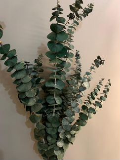 Эвкалипт бейби