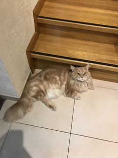 Передержка кошек