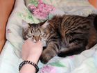 Взрослая кошка породы бобтейл 1 год