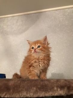 Редкоокрасные сибирские котята