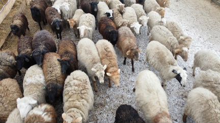 Инвестиции в овцеводческую ферму