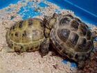 Черепахи сухопутные объявление продам