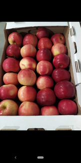 Яблоки оптом