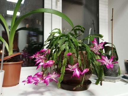 Декабрист Шлюмбергера бело-малиновый